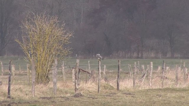 Peregrine Falcon - ML210519581