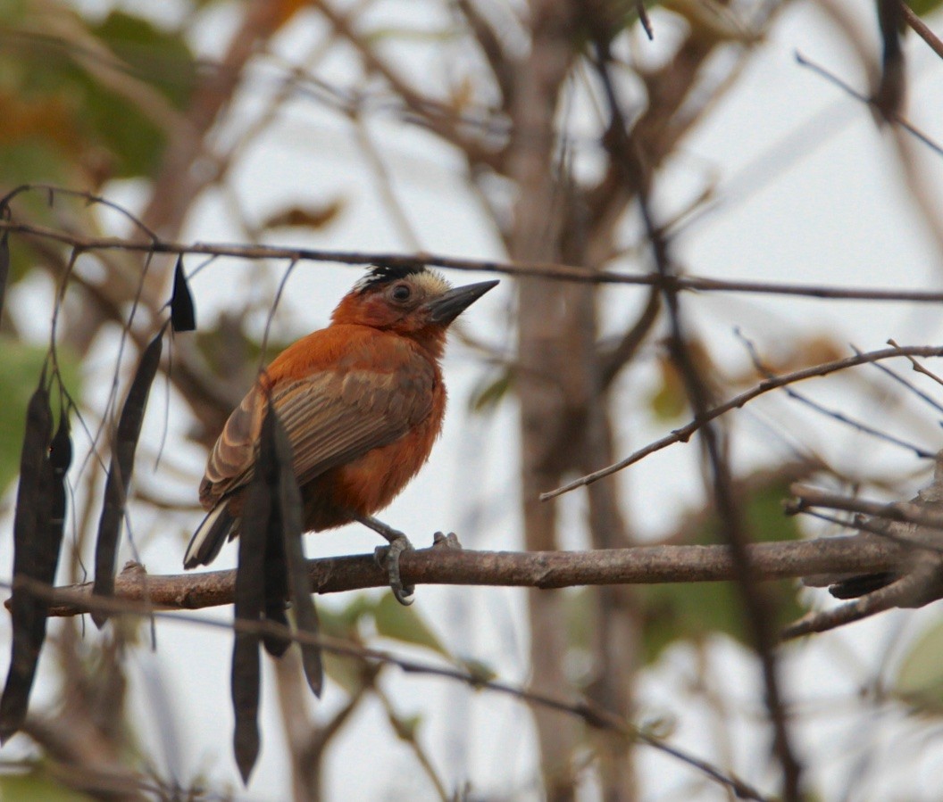 Chestnut Piculet - ML210519611