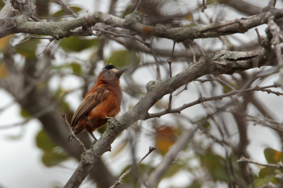 Chestnut Piculet - ML210519641