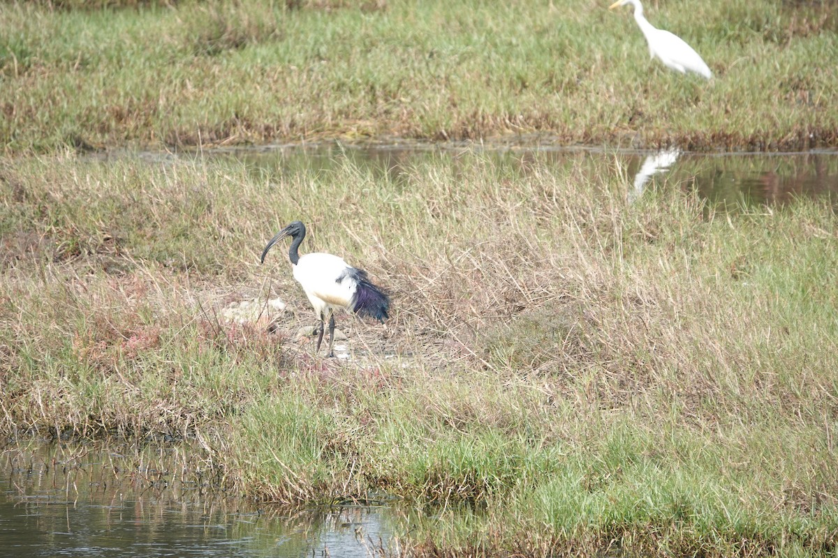 African Sacred Ibis - ML210519861