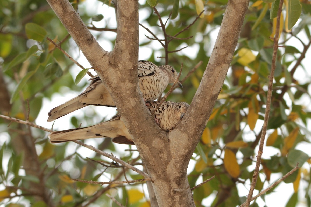 Scaled Dove - ML210519911