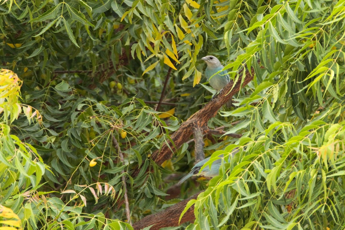 Glaucous Tanager - ML210520041