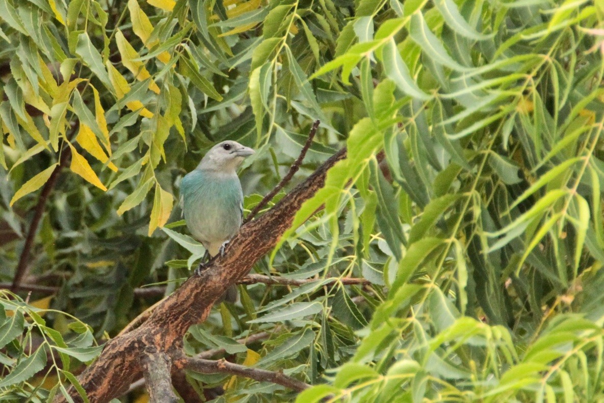 Glaucous Tanager - ML210520061