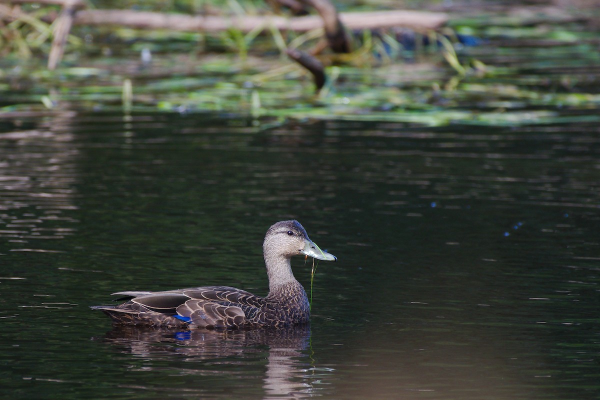 American Black Duck - Rick Beaudon