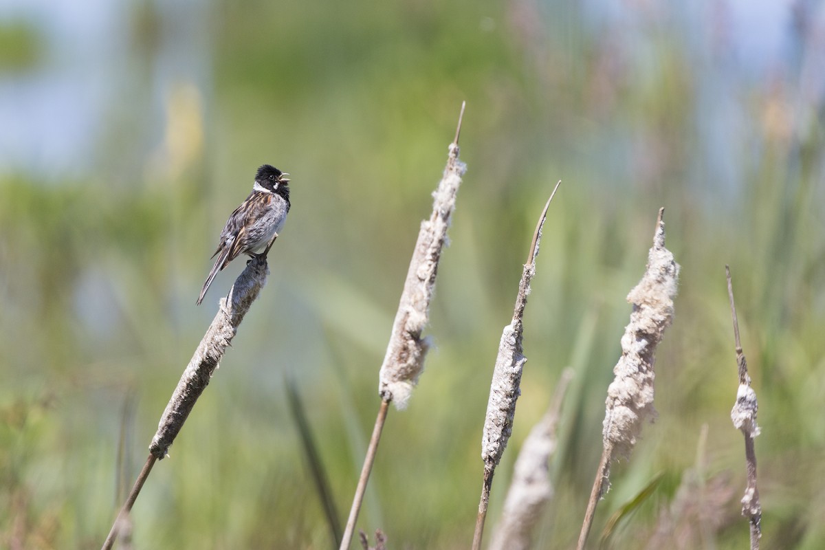 Reed Bunting - ML210521381