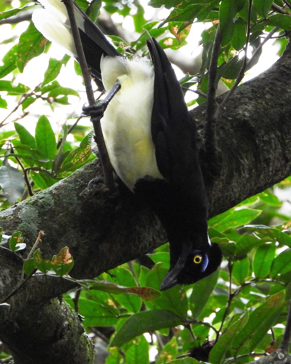 Plush-crested Jay - ML210523601