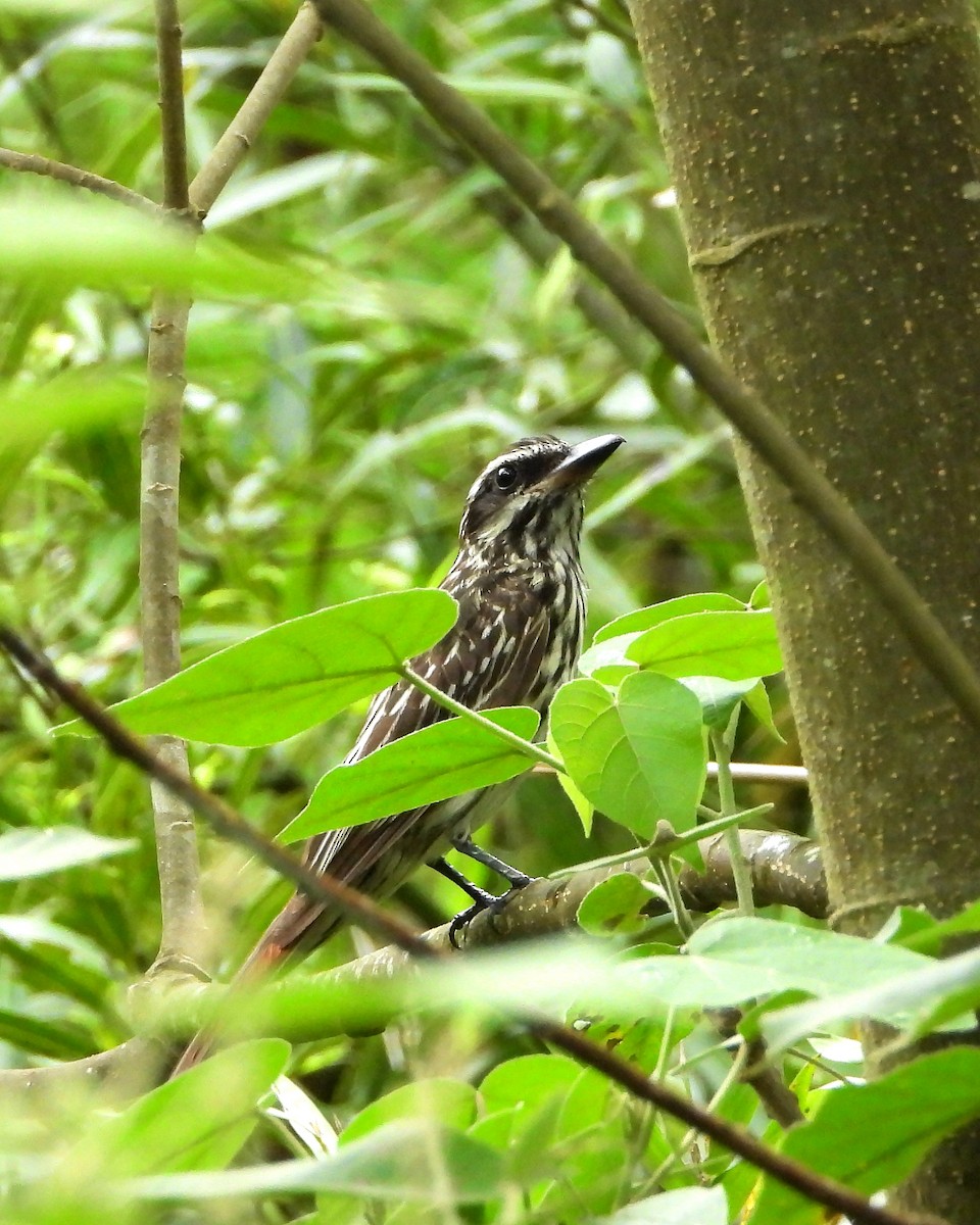 Streaked Flycatcher - ML210523931