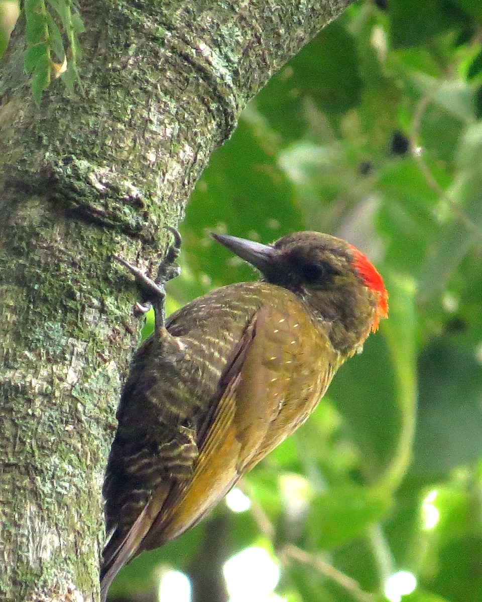 Little Woodpecker - ML210524301