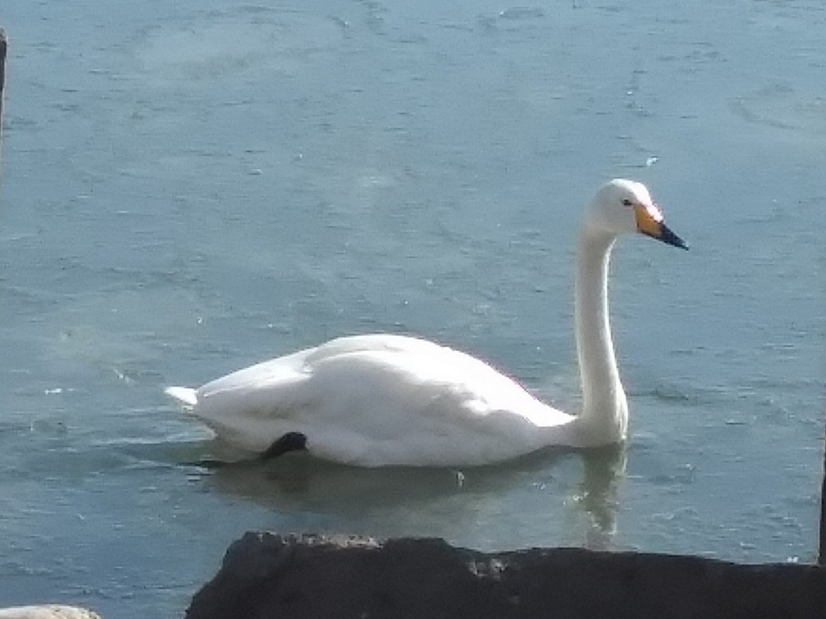 Whooper Swan - ML210526281