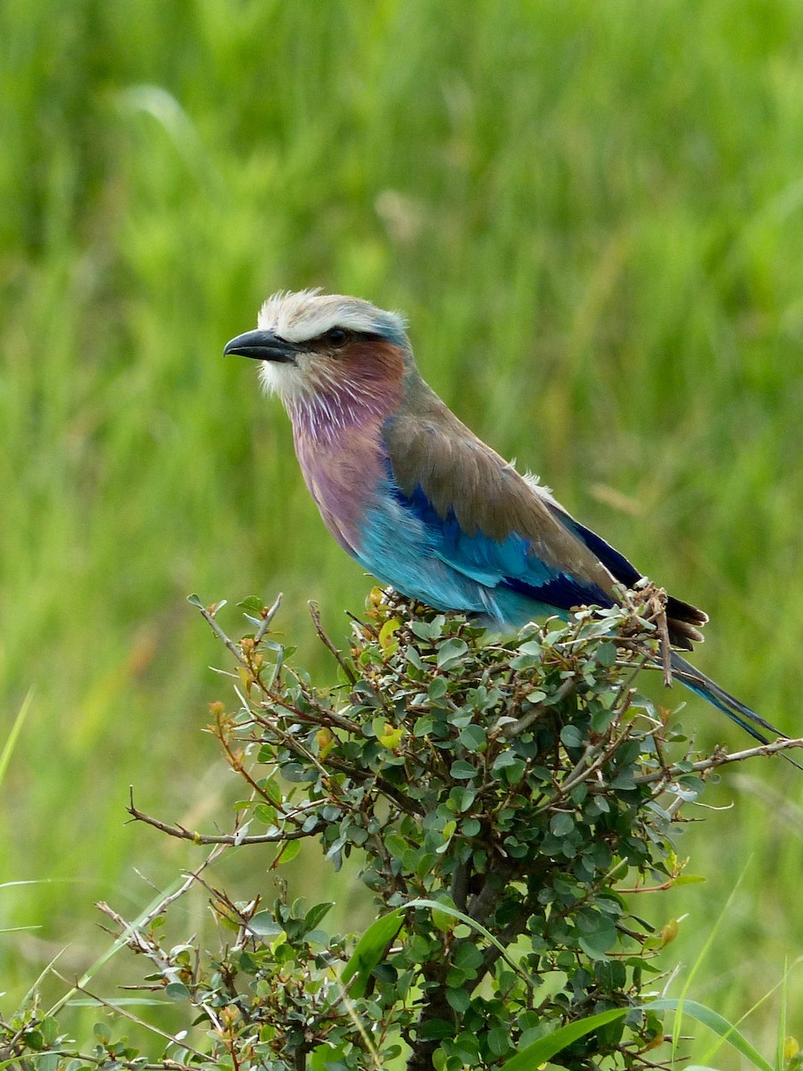 Lilac-breasted Roller - Jenny Bowman