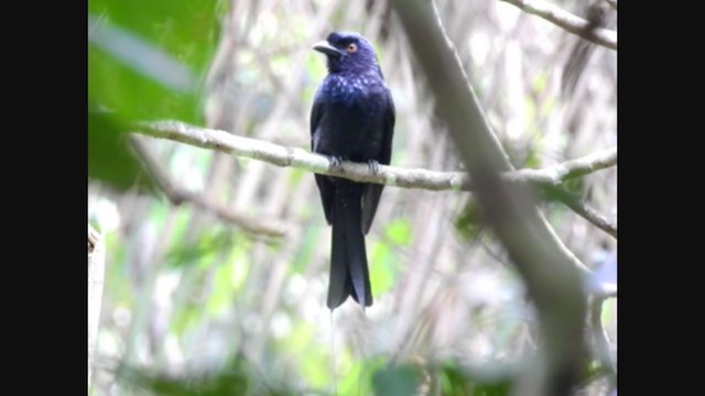 Drongo à raquettes - ML210528051