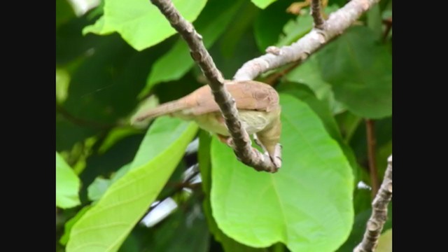 Cream-vented Bulbul - ML210528191