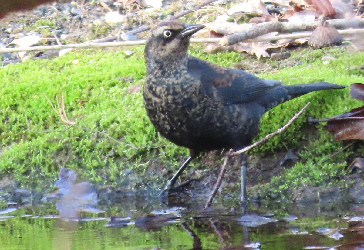 Rusty Blackbird - ML210528481