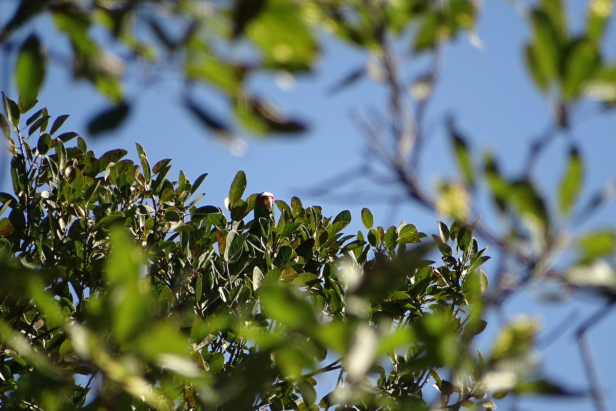 White-fronted Parrot - ML210529081