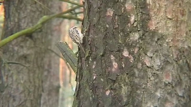 Eurasian Treecreeper - ML210529561