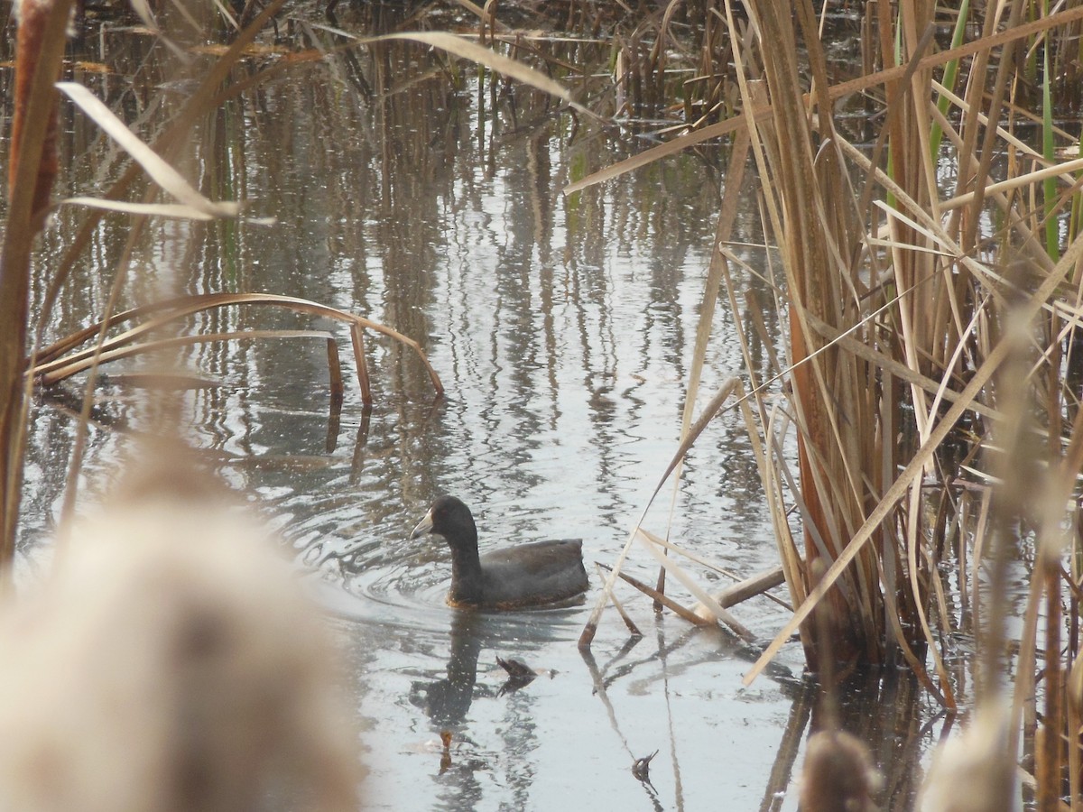 American Coot (Red-shielded) - ML21053391