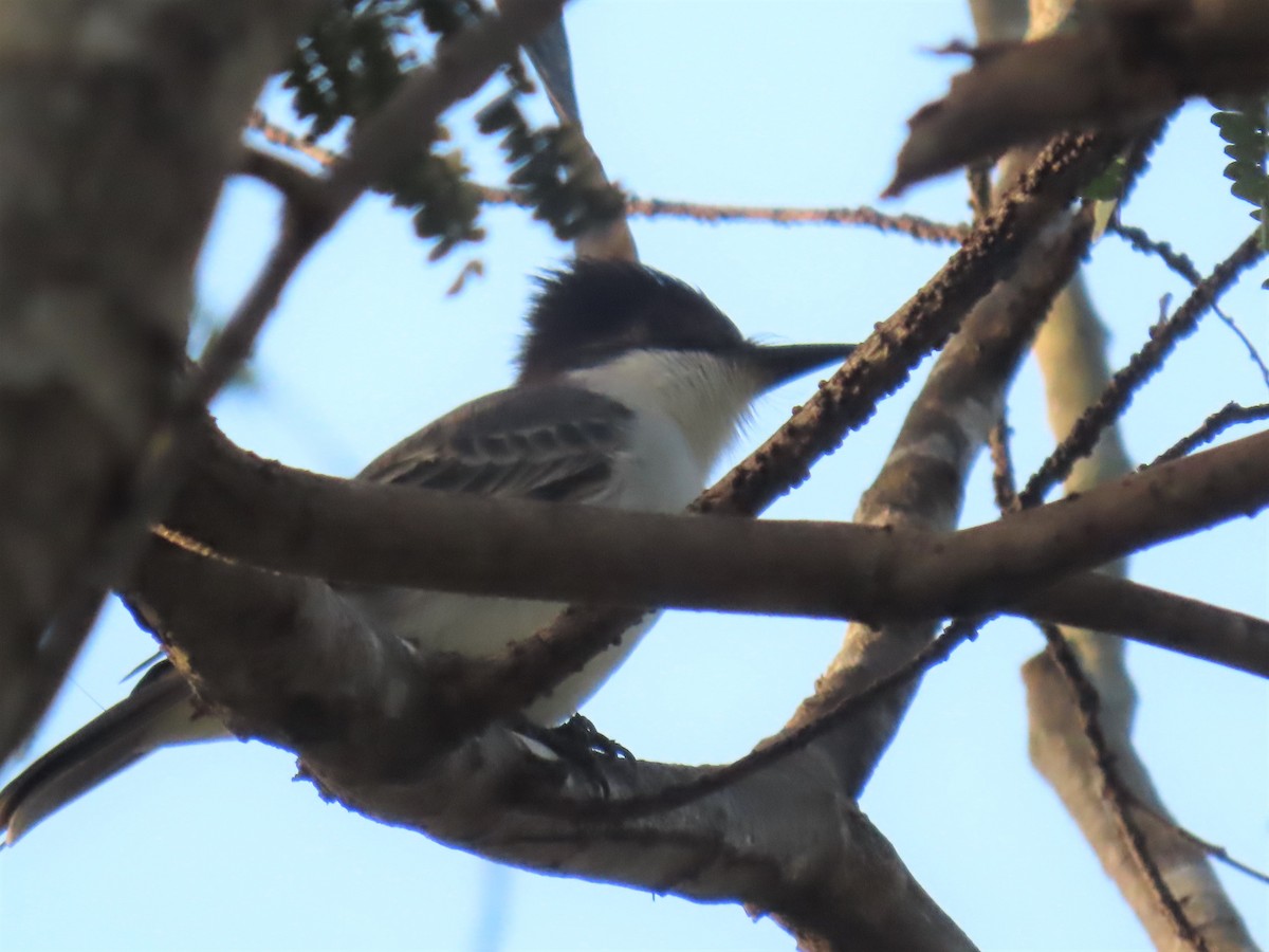 Loggerhead Kingbird - Katherine Holland