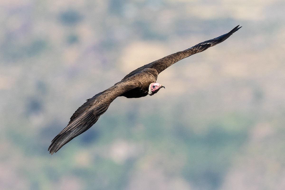 Hooded Vulture - ML210536601