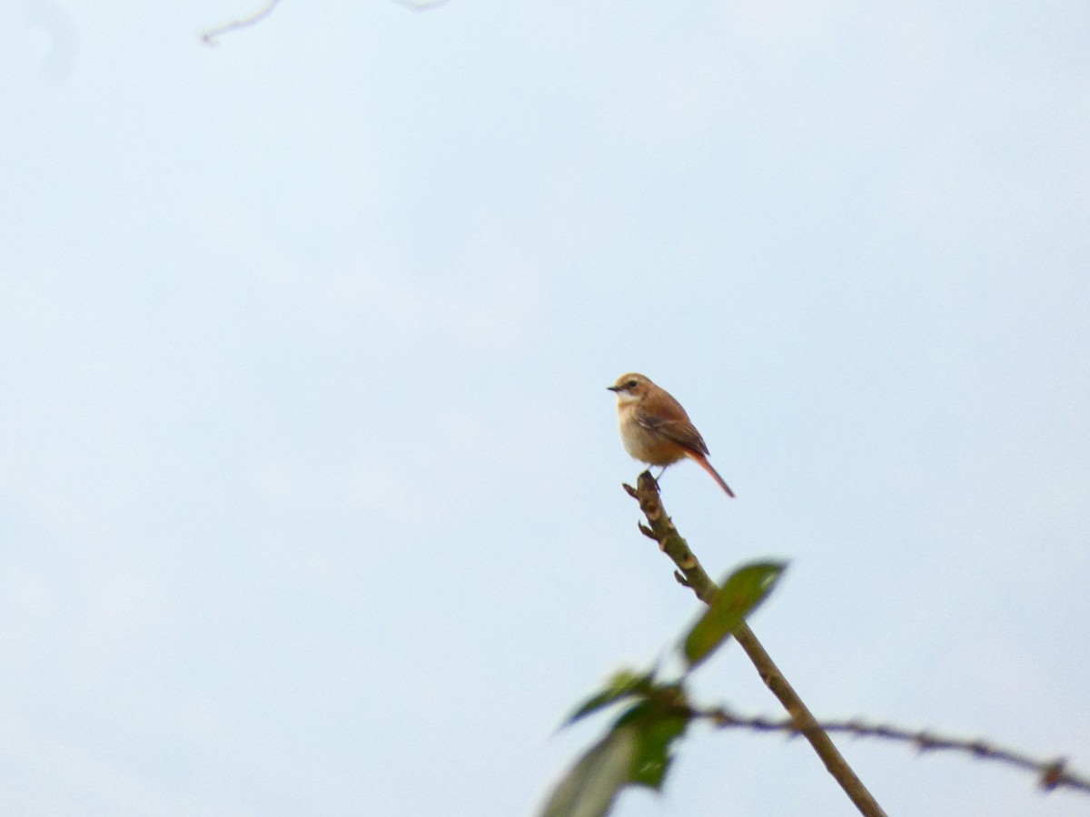 Brown Shrike - ML210537031