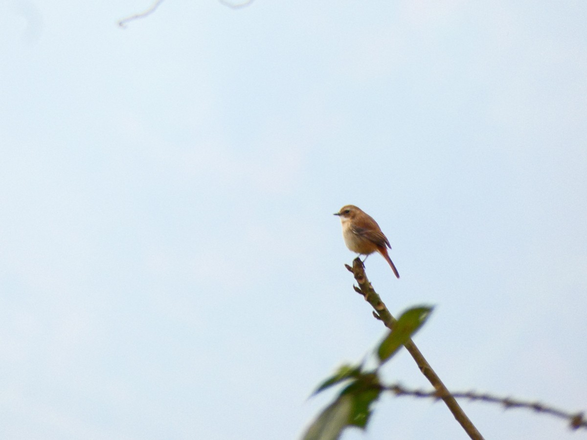 Brown Shrike - ML210537041