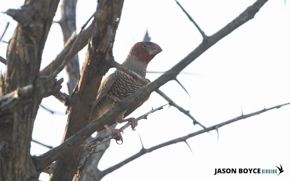 Red-headed Finch - ML210537071
