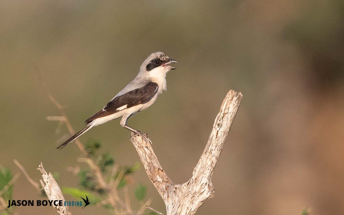 Lesser Gray Shrike - ML210537091