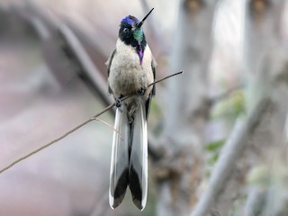 Male - Bearded Mountaineer