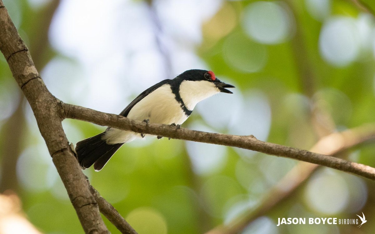 Black-throated Wattle-eye - ML210537271