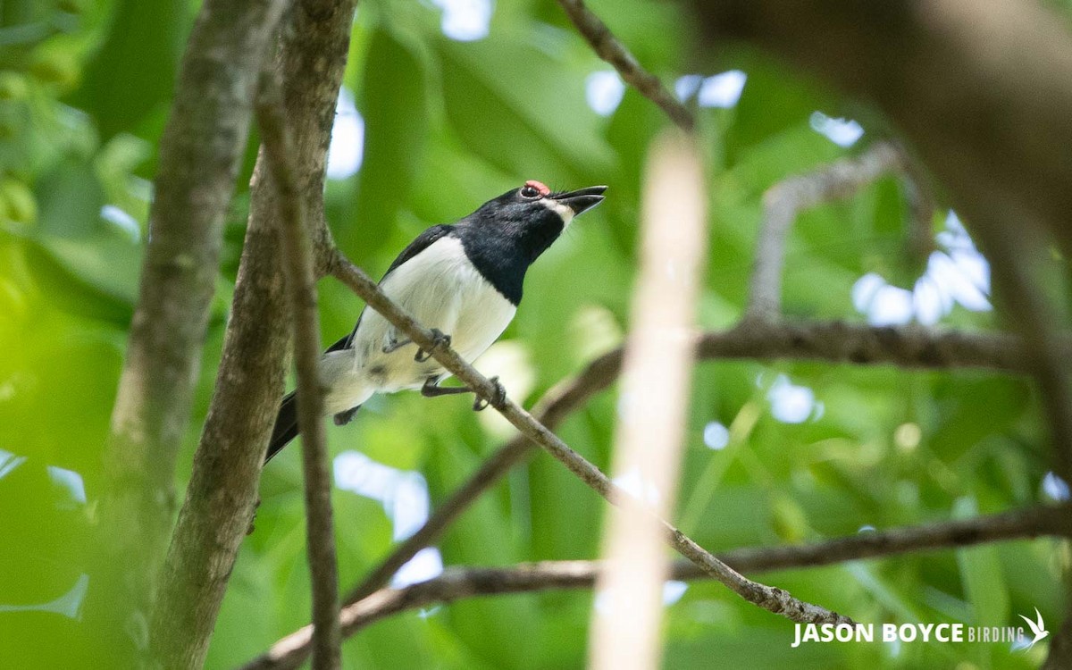Black-throated Wattle-eye - ML210537281