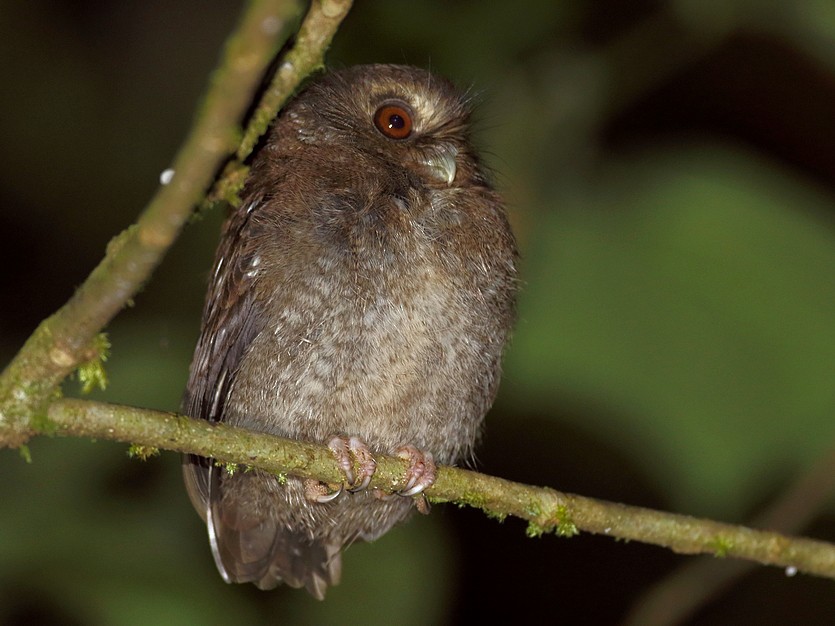Photos - Long-whiskered Owlet - Xenoglaux loweryi - Birds of the World