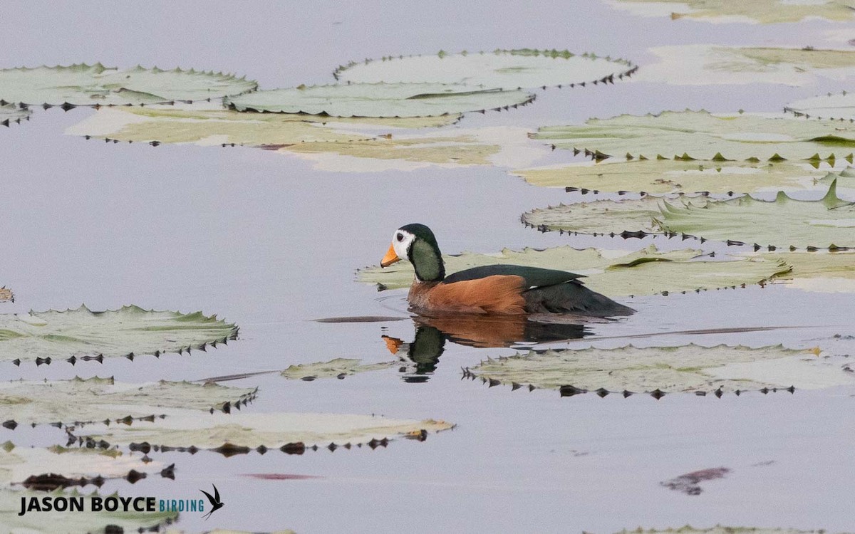 African Pygmy-Goose - ML210538991