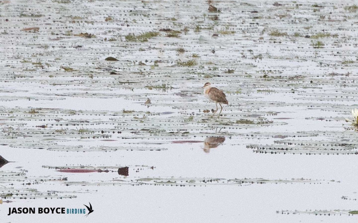 Lesser Jacana - ML210539011