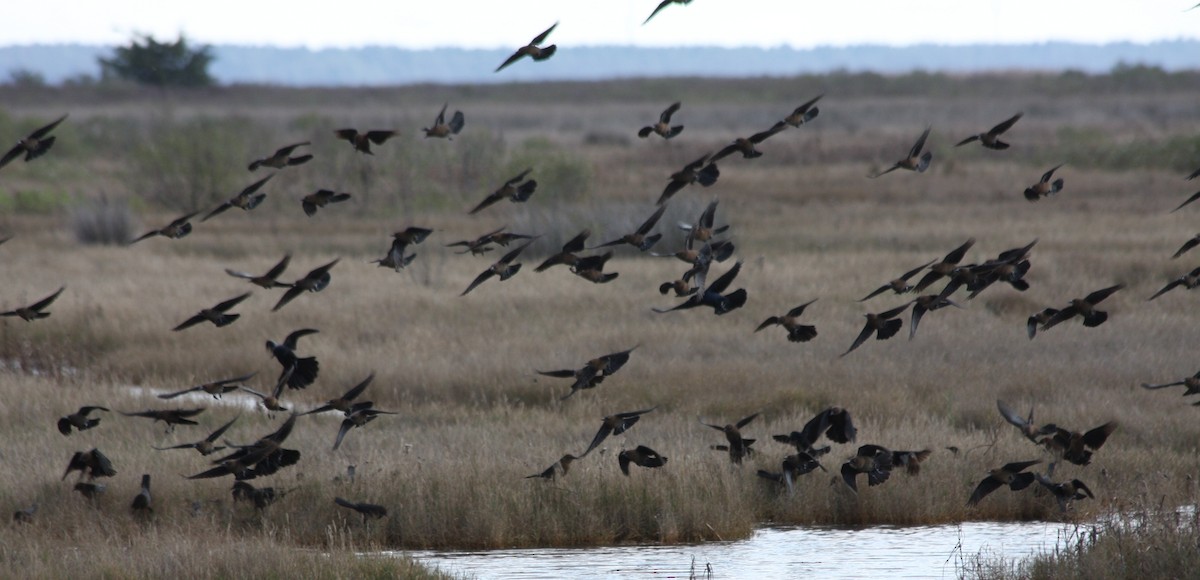 Boat-tailed Grackle - ML21054221