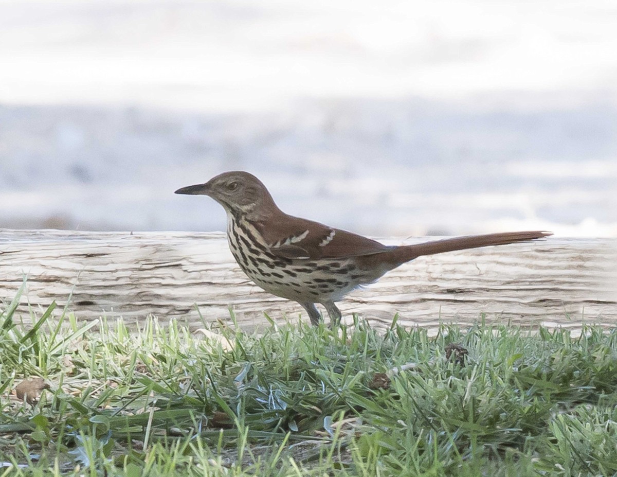 Brown Thrasher - David Goodward