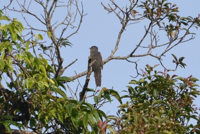 Brush Cuckoo - ML210546671