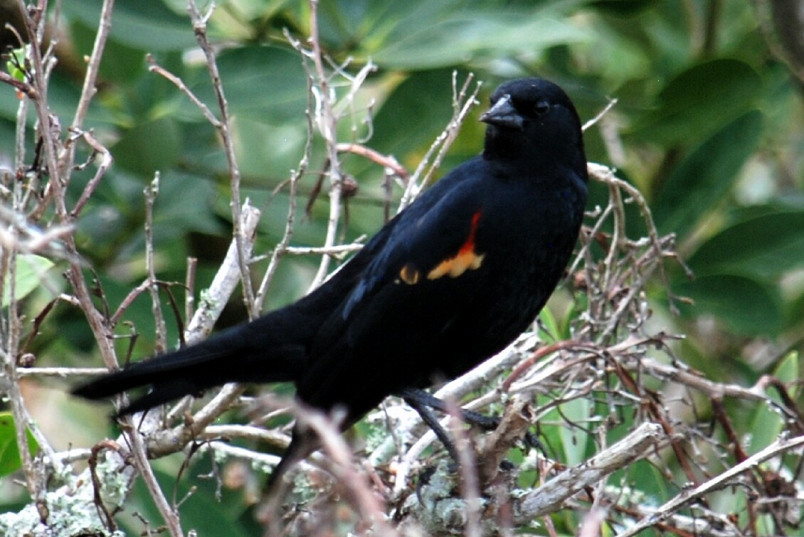 Red-winged Blackbird - ML210547321