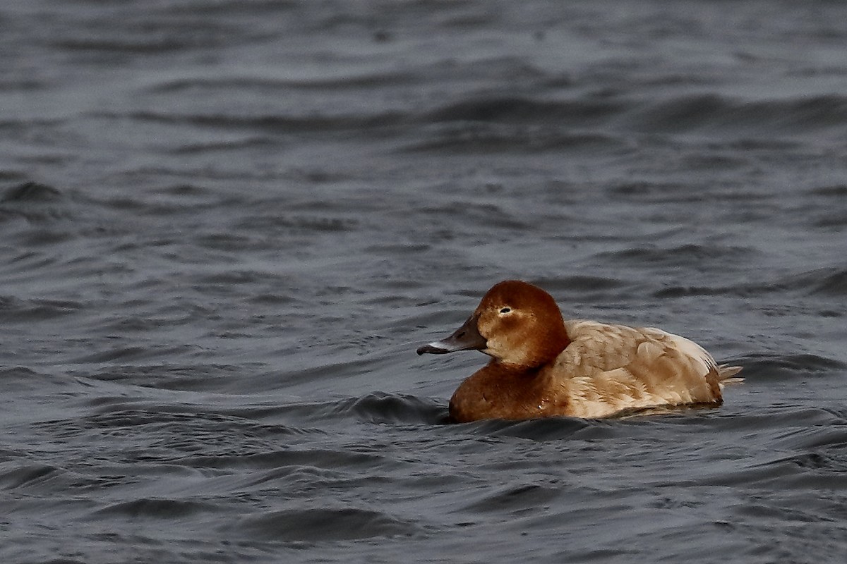 Common Pochard - ML210553191