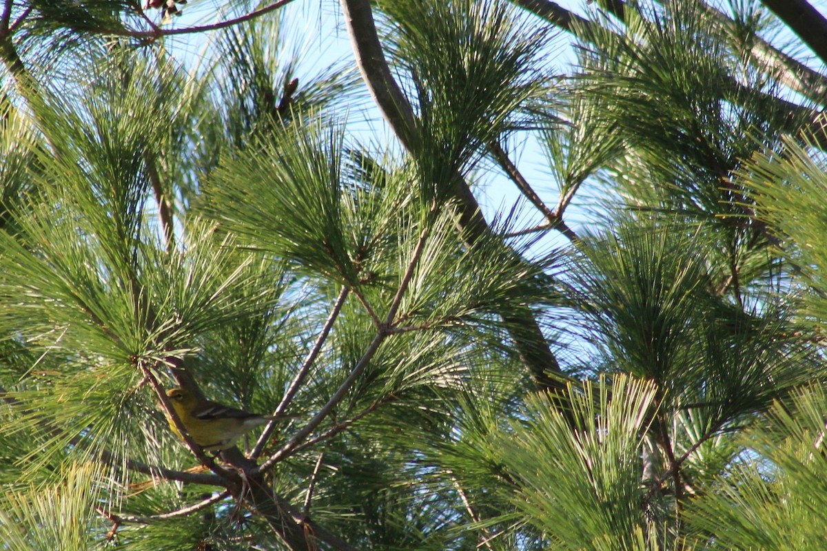 סבכון אורנים - ML21055341
