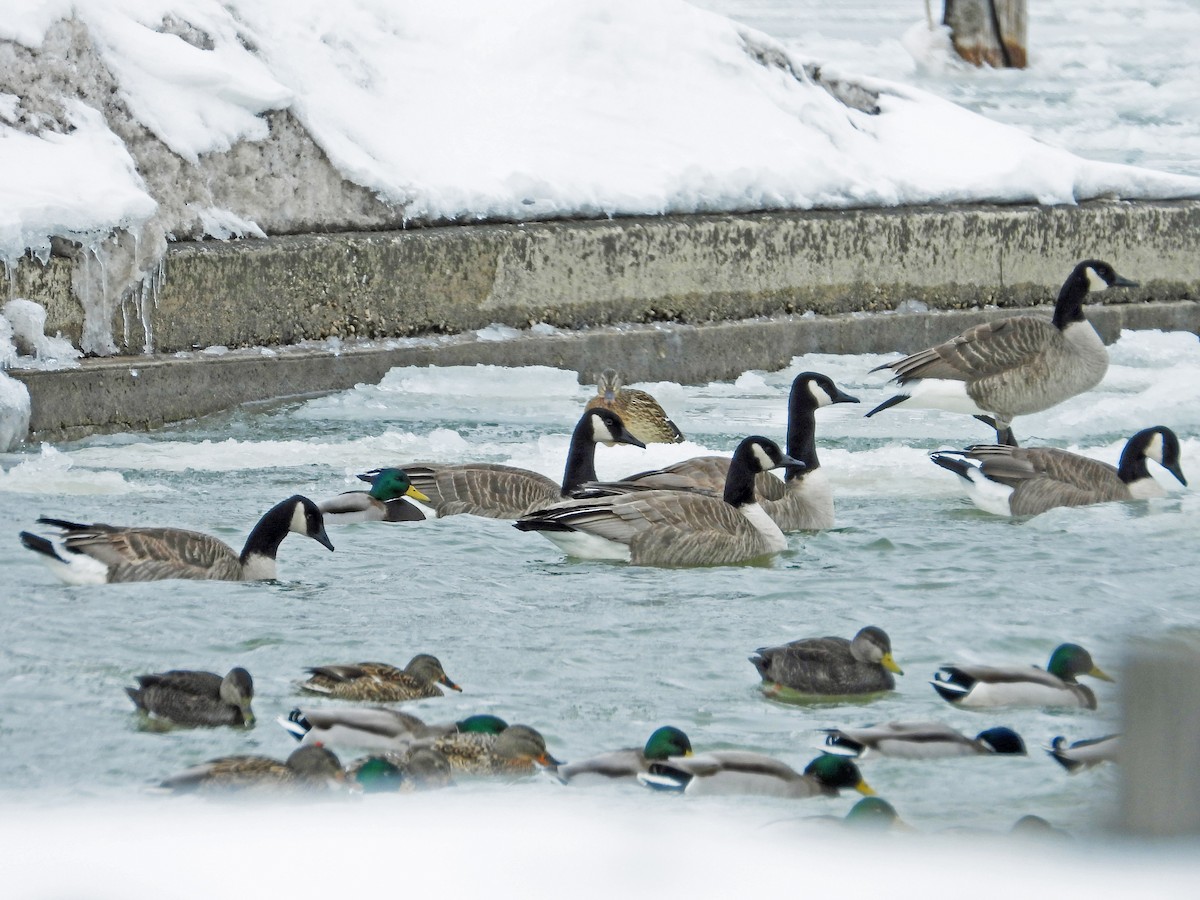 Canada Goose - Robert Kuhn