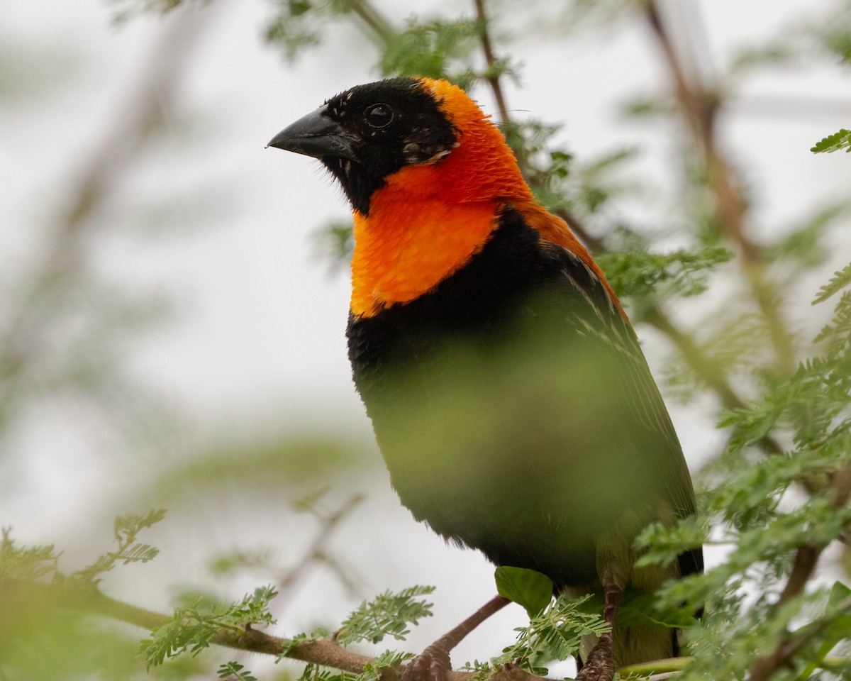 Black Bishop - Todd Dixon