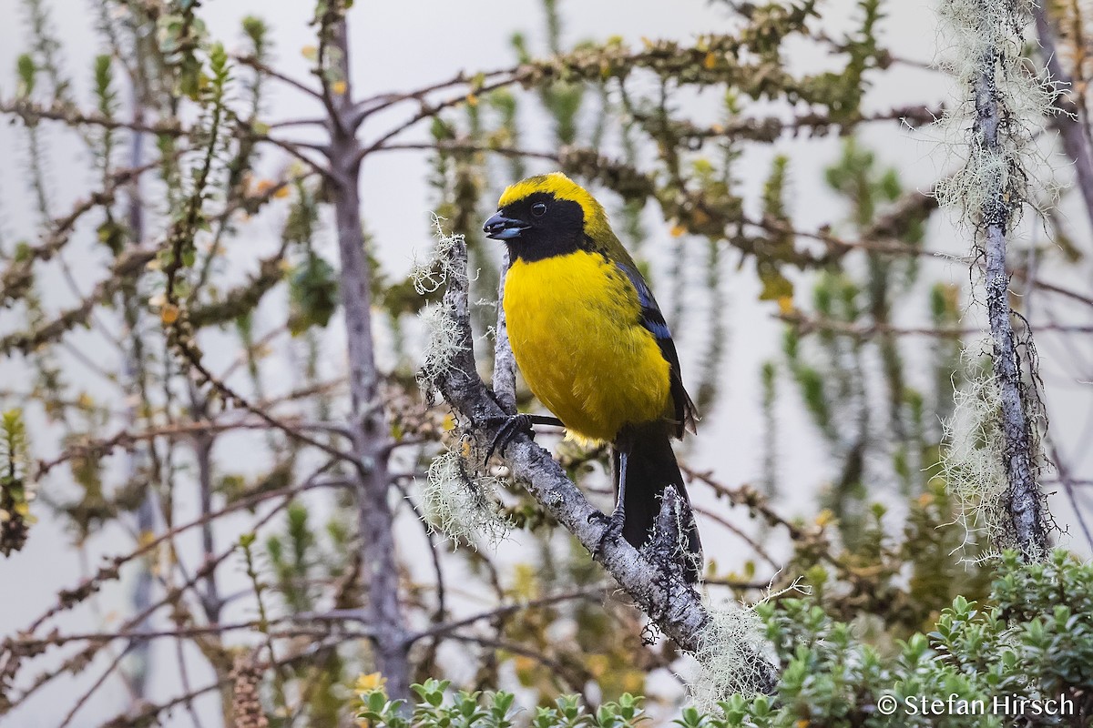 Masked Mountain Tanager - Stefan Hirsch
