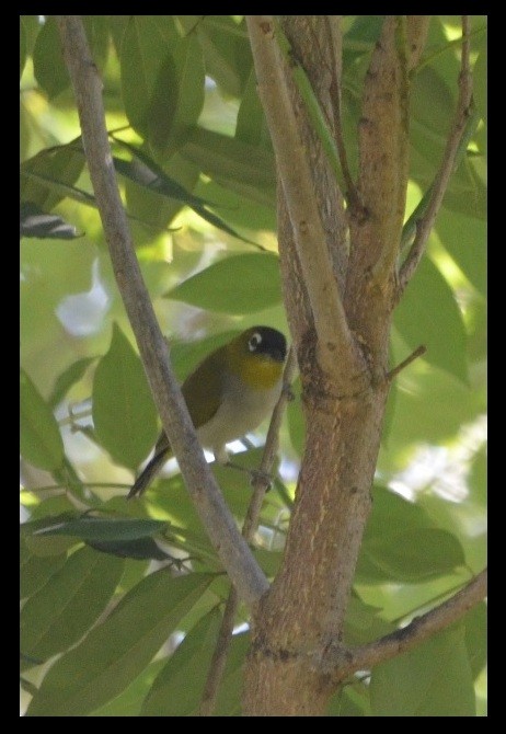 Black-crowned White-eye - ML210557141