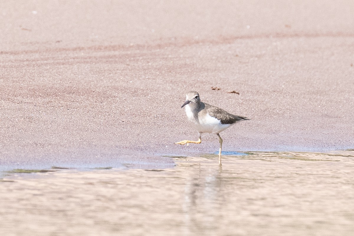 Spotted Sandpiper - ML210557741