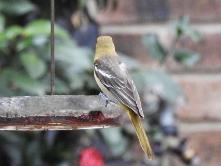 Baltimore Oriole - ML210558571