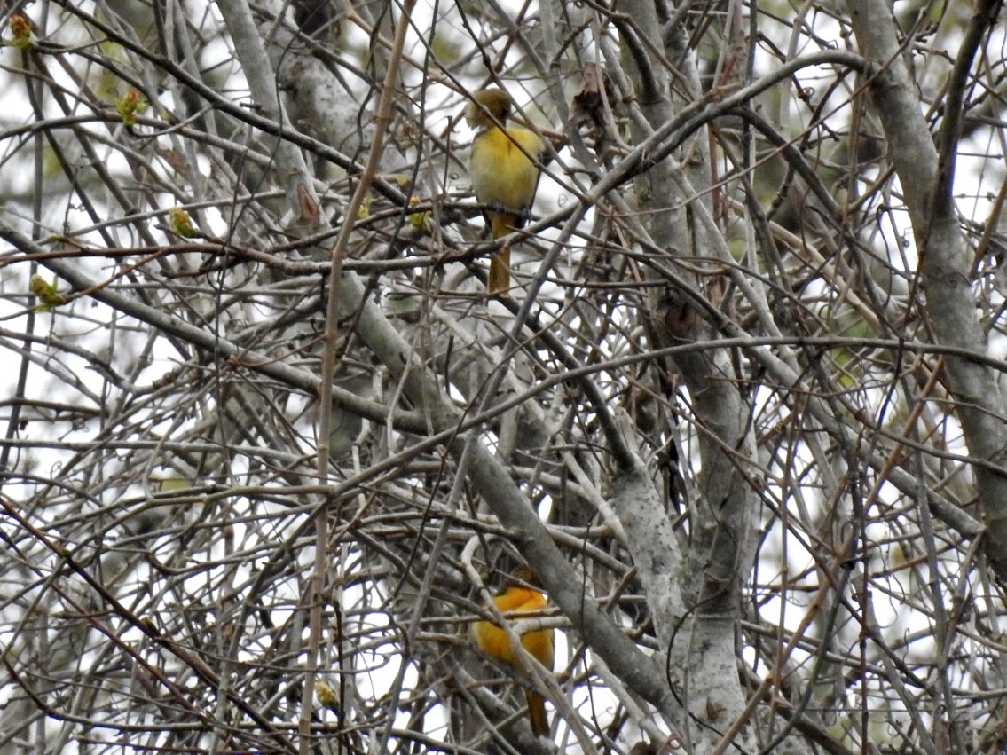 Baltimore Oriole - ML210558641