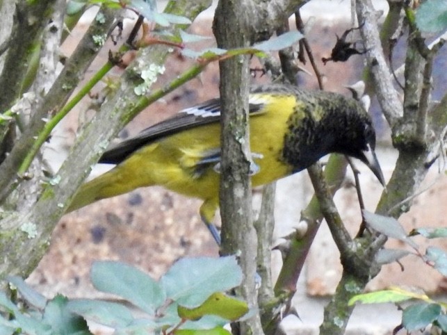 Oriole jaune-verdâtre - ML210558731