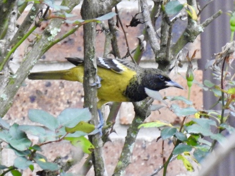 Oriole jaune-verdâtre - ML210558741