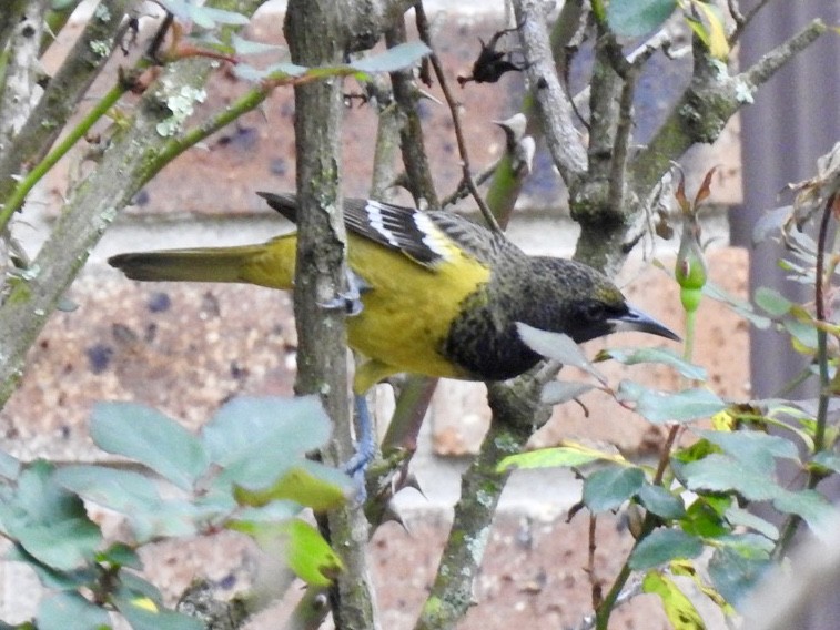 Oriole jaune-verdâtre - ML210558751