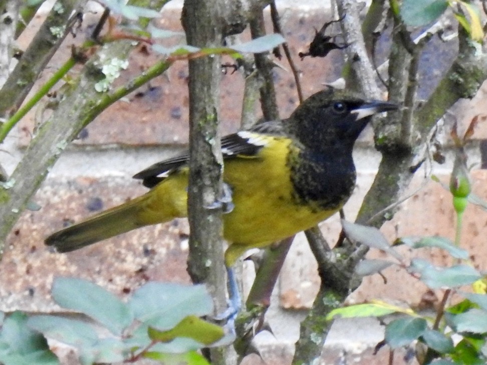 Oriole jaune-verdâtre - ML210558761