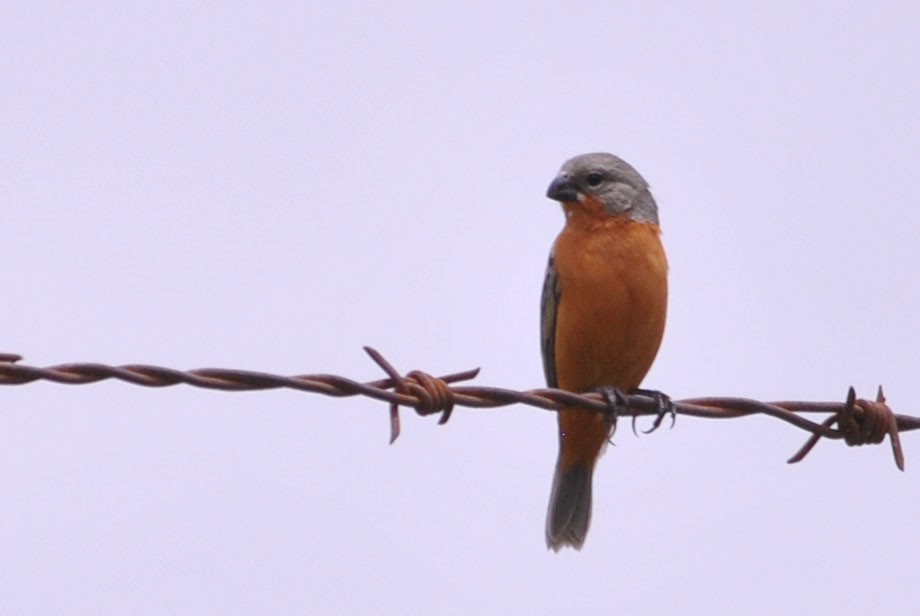 Ruddy-breasted Seedeater - Luis Fernando DG